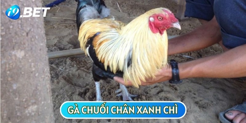 Gà tre chuối chân xanh chì sở hữu nhiều đặc điểm thú vị