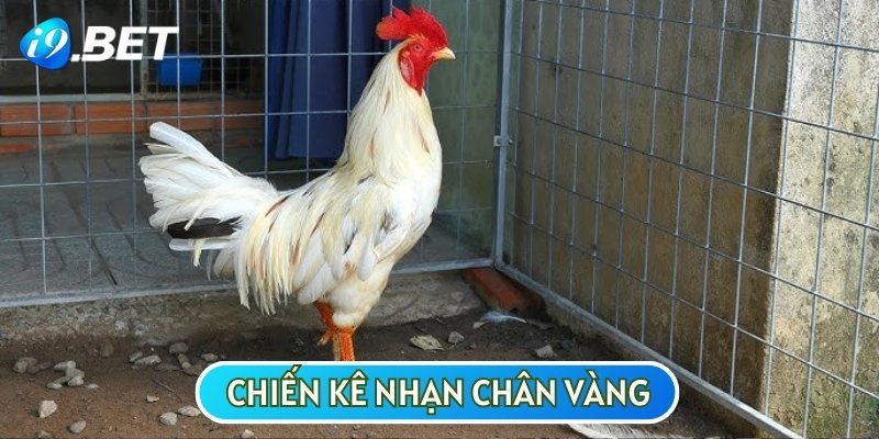 Gà bạch nhạn chân vàng có bộ lông đen bóng hoặc nâu sẫm