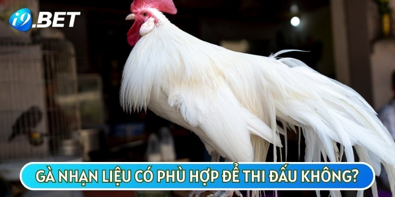 Gà nhạn có thể tham gia thi đấu nhưng chúng sẽ dễ bị bẩn lông và dính máu