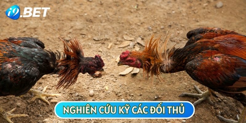 Nghiên cứu các đối thủ trước đó của chiến kê mà bạn tin tưởng sẽ có nhiều lợi ích