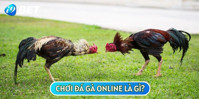 Chơi đá gà online là gì?