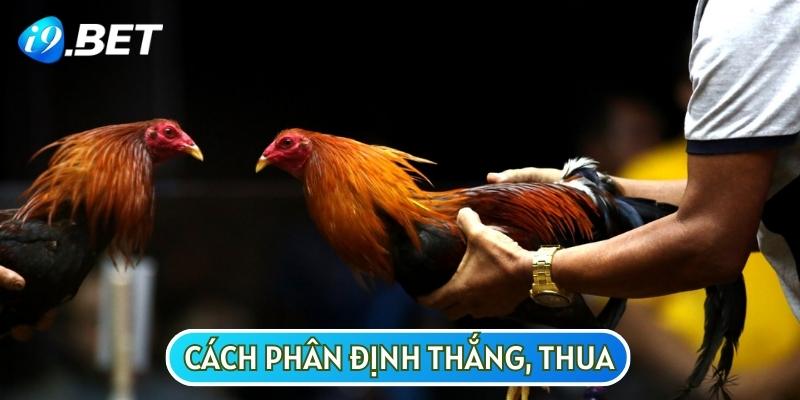 Cách xác định thắng thua chính là câu trả lời xác đáng nhất cho câu hỏi đá gà Thomo uy tín không